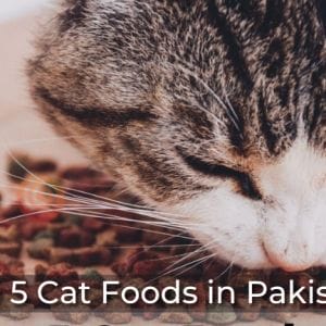 Top 5 Cat Foods in Pakistan-pip